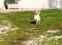 LEONARDO - uno dei miei maschi Chihuahua stalloncino pap dei cuccioli